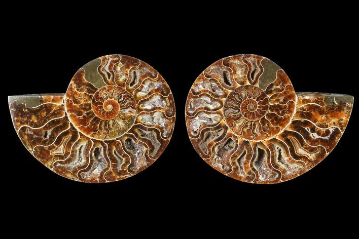 Cut & Polished Ammonite Fossil - Agatized #88434